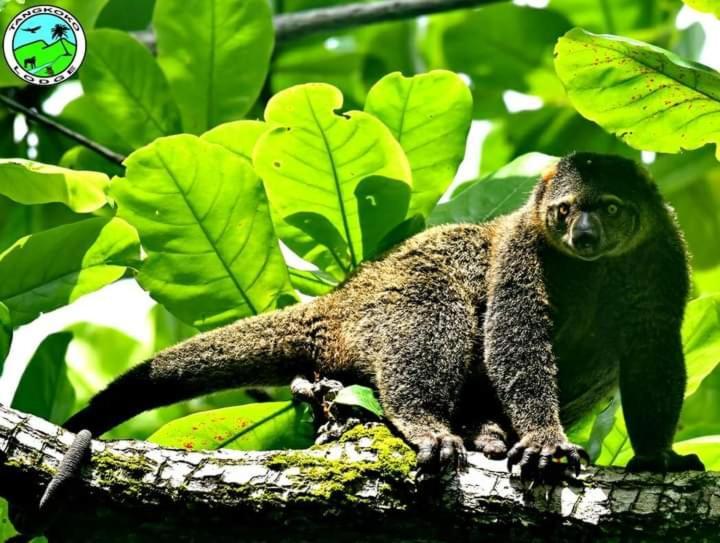 Tangkoko Lodge Bitung Exteriér fotografie